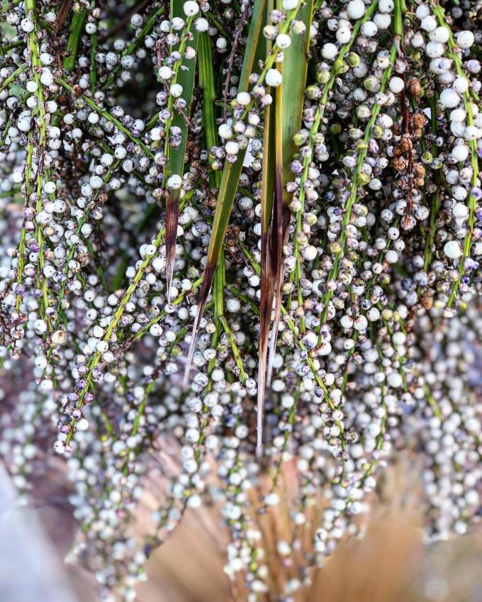 Cabbage tree fruits on branches
