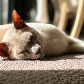 Sissy the lilac point Tonkinese cat lying in the sunshine