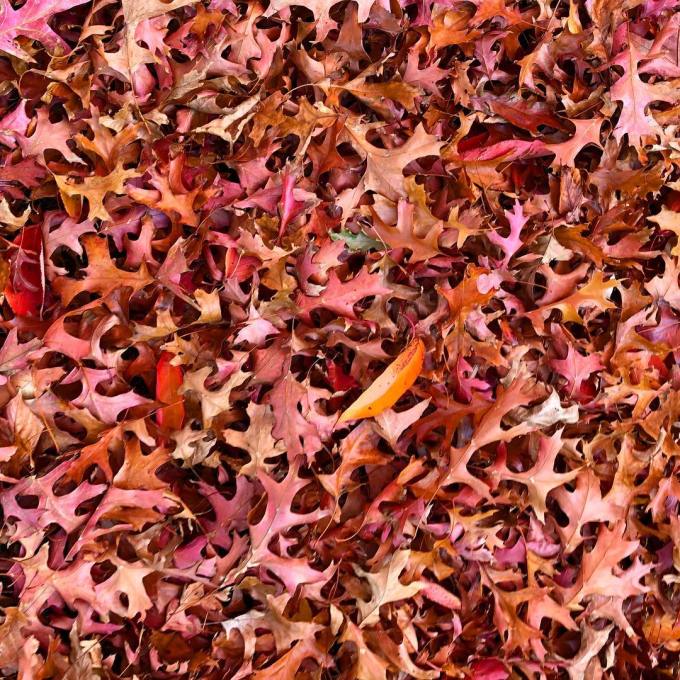 Red, orange, brown, and yellow leaves on the ground during autumn