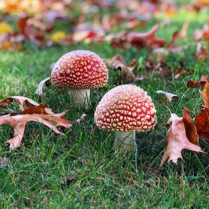 Red mushrooms slightly open in the grass with autumn leaves around them