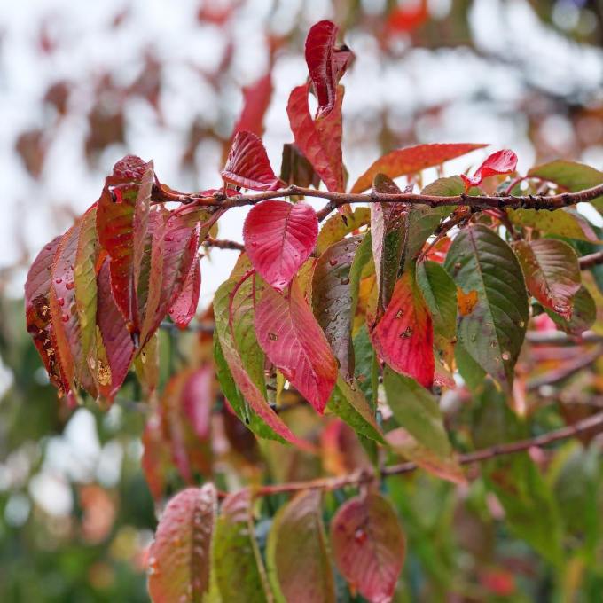 Red, green, and changing autumnal leaves on the cherry tree with raindrops on them and a gray background
