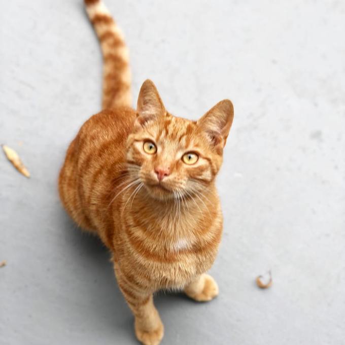 Jack the ginger kitten looking up at the camera