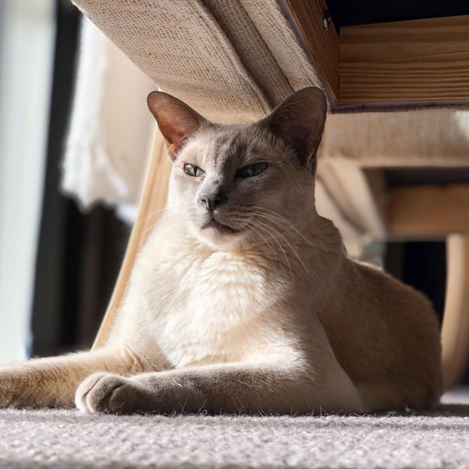 Sissy the cat sunbathing under a chair