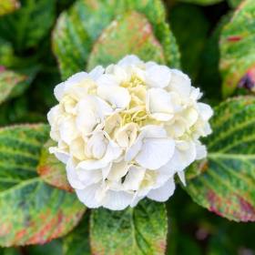 White hydreangea flower with green leaves turning red around the edges during the autumn