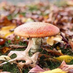 Red-topped mushroom surrounded by autumn leaves