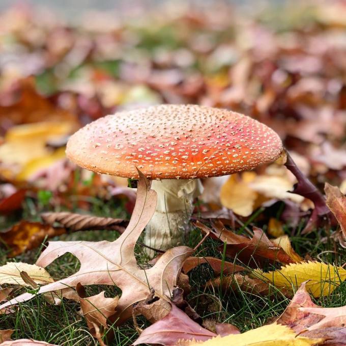 Red-topped mushroom surrounded by autumn leaves