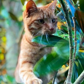 Jack the ginger cat is climbing branches and looking alert with green leaves around him