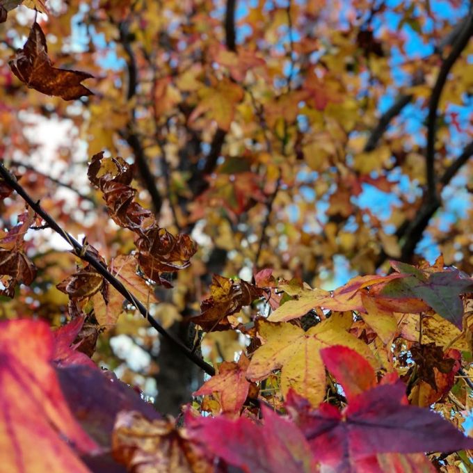 Tons of leaves turning color for autumn