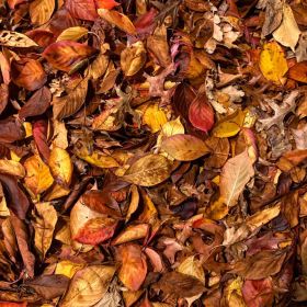A whole range of brown, red, orange, and yellow leaves on the ground on an autumn evening