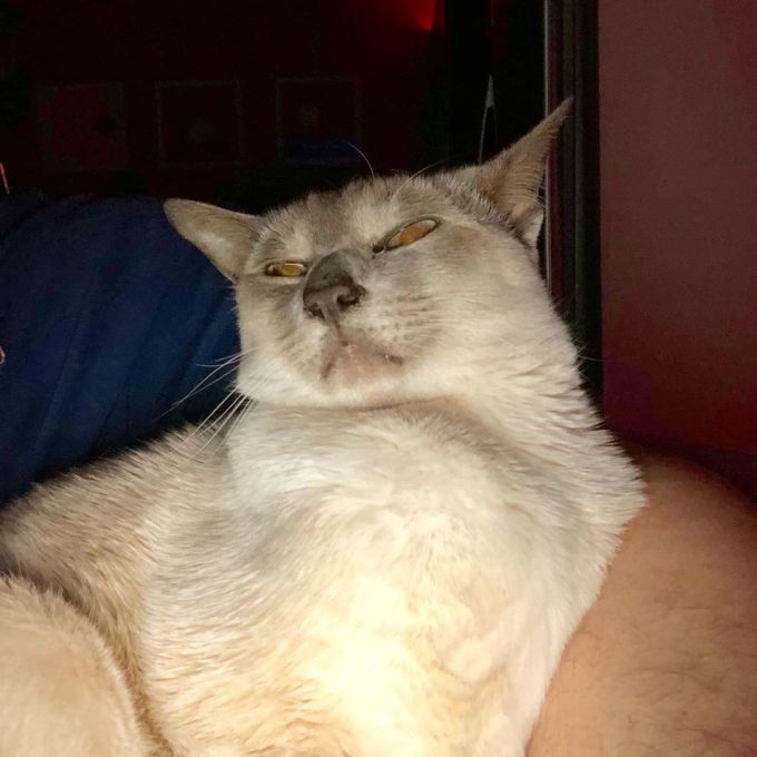 Sissy the cat is upset over the camera's flash going off