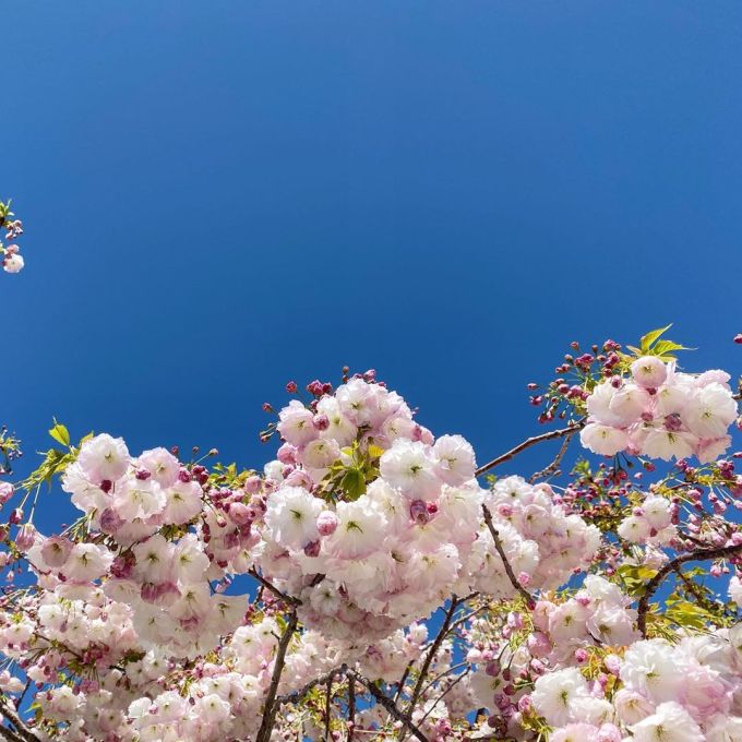 Cherry blossom on a tree with blue skies behind it