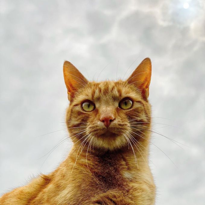 Jack the cat with the cloudy sky behind him