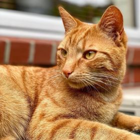 Jack the cat hanging out on a storage chest by the back door