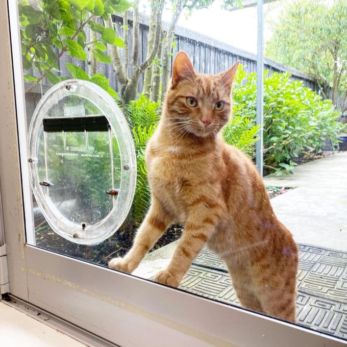 Jack the cat standing at the cat flap, looking inside