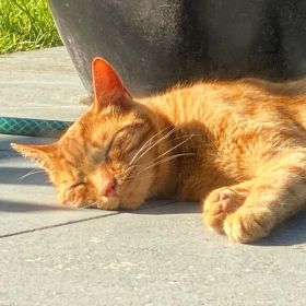 Ginger cat looking very happy sleeping on the patio in the sunshine