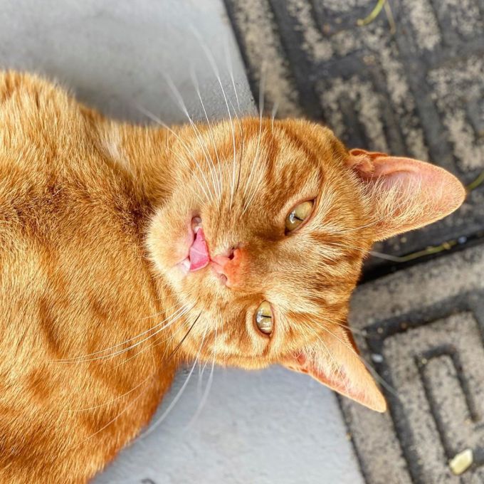 Jack the ginger cat poking his tongue out as he lies on his back on the patio