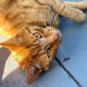 Jack the ginger cat lying on his side on the concrete