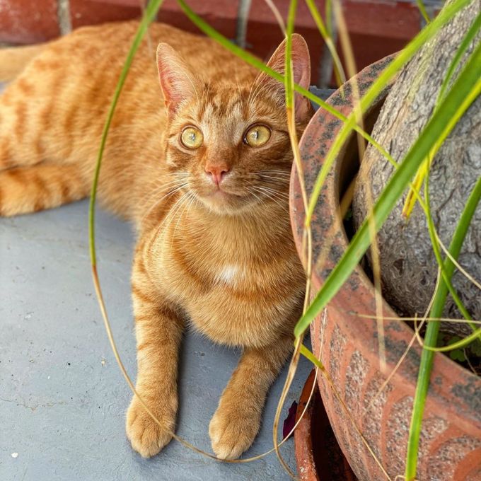 Jack the ginger cat lying down on the patio and against a brick house next to a potted plant