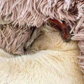 Lilac point Tonkinese (Sissy) cuddled in her blanket on 20 April 2020