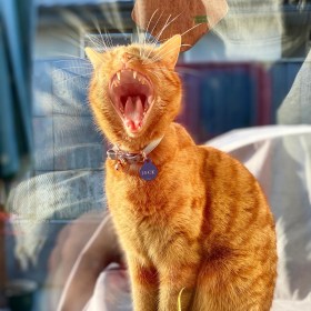 Ginger cat (Jack) yawning in the sunshine while waiting for his snack with his name tag on his collar