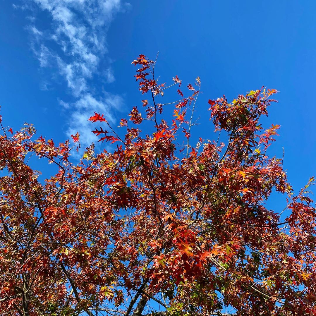 Red and orange leaves of our oak tree against a blue sky - 14 April 2020