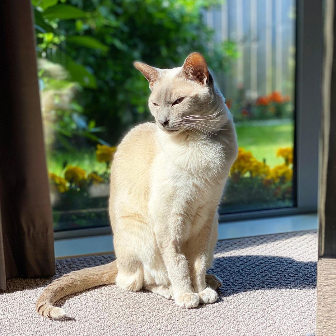 Lilac point Tonkinese cat (Sissy) sitting in the sunshine