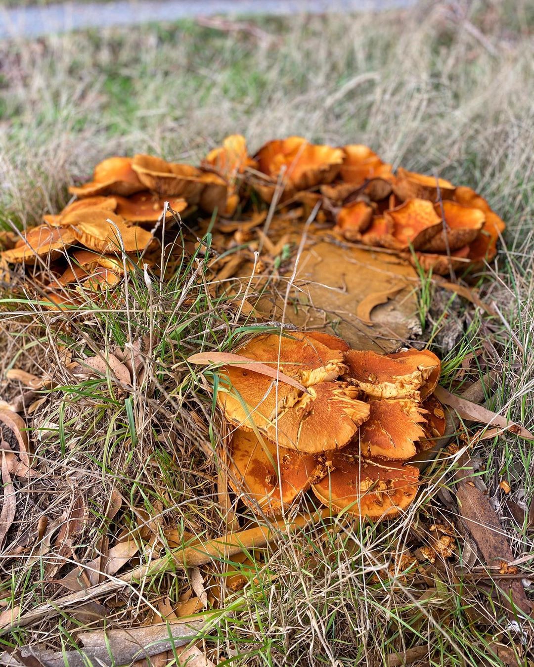 Beautiful autumn mushrooms in Styx Mill Reserve - 07 April 2020