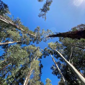 Looking up at the canopies of trees from the ground with clear blue sky and the sun shining in the corner