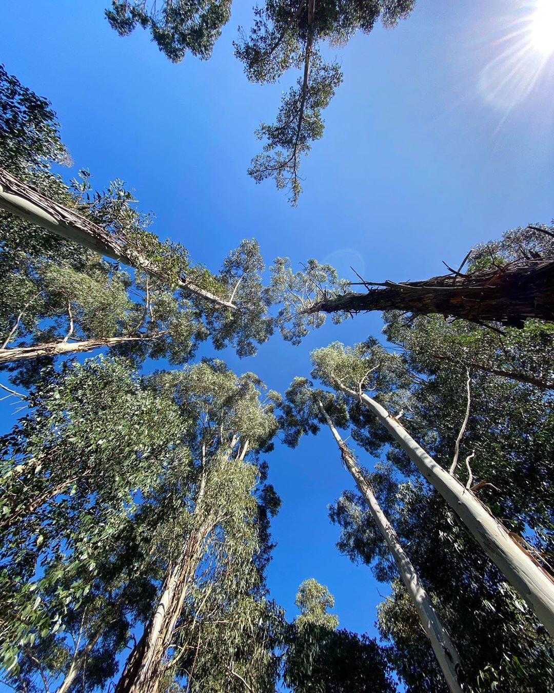 Looking up at the canopies of trees from the ground with clear blue sky and the sun shining in the corner