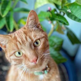 Jack the ginger cat looks lovingly at the camera with a Buddha's Paw plant in the background