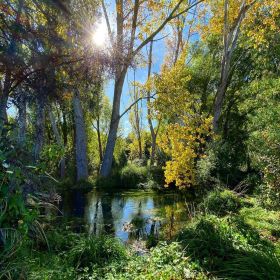 Styx river flowing through trees in the Styx Mill Reserve on a sunny autumn day in Christchurch, New Zealand