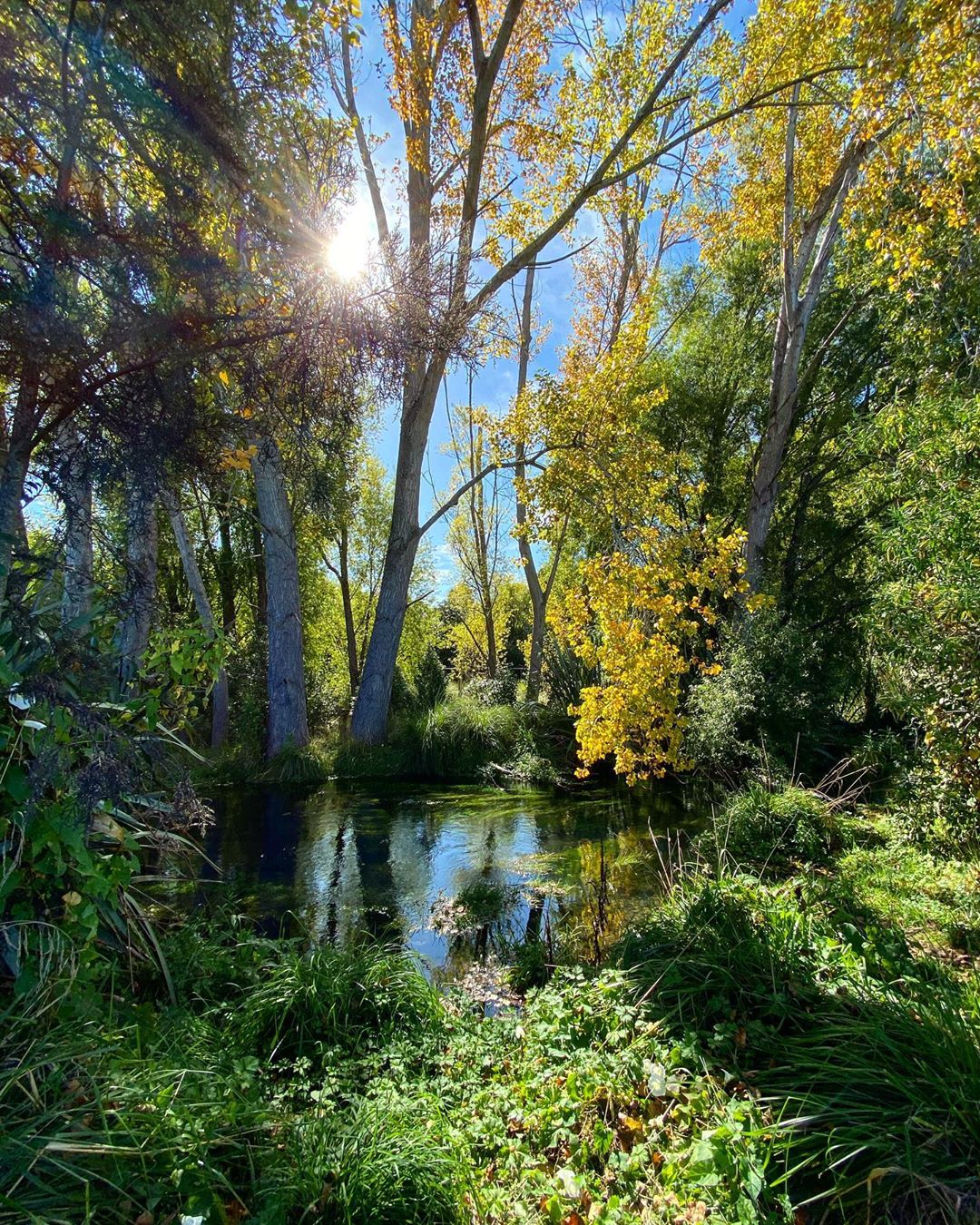 Styx river flowing through trees in the Styx Mill Reserve on a sunny autumn day in Christchurch, New Zealand