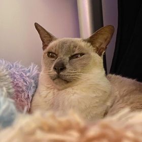 Lilac point Tonkinese cat (Sissy) in her new pink, blue, and white fluffy bed, under the heater, watching her parents on a cold winter's evening