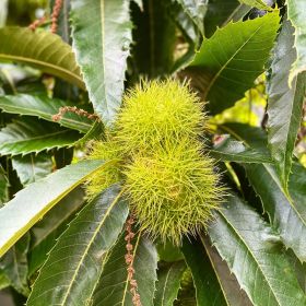 Chestnut pods