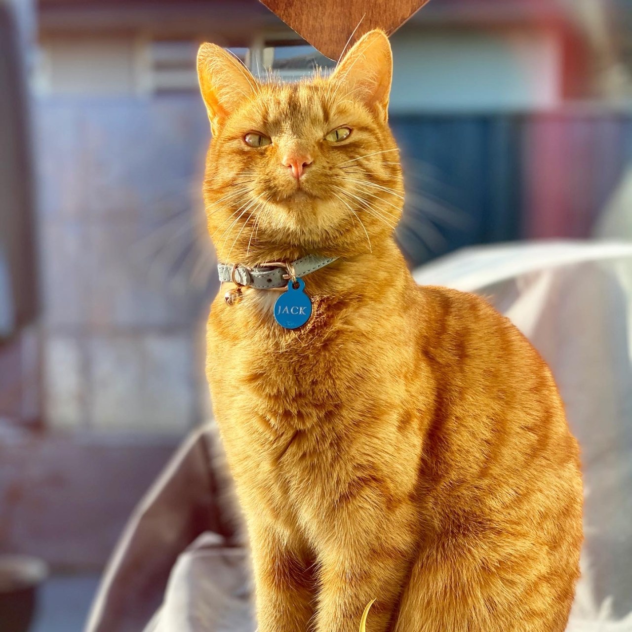 Ginger cat (Jack) looking very happy after being fed on 29 July 2020