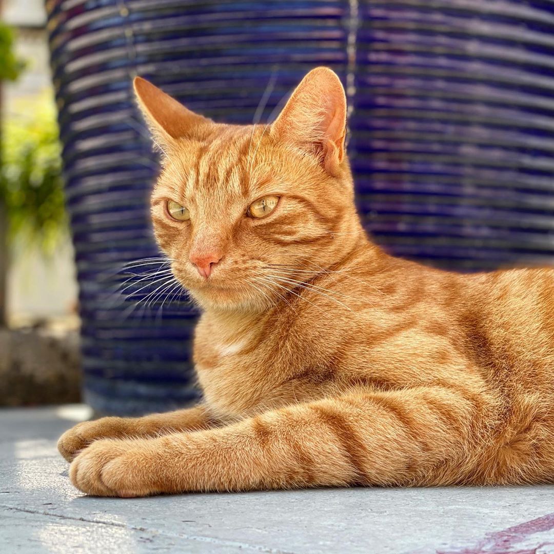 A ginger cat (Jack) lying on the patio near a blue pot