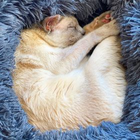Lilac point Tonkinese cat sleeps curled up in her new blue fluffy bed