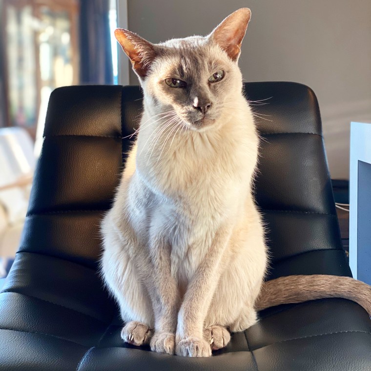 Lilac point Tonkinese cat (Sissy) sits on a black faux leather chair at a breakfast bar while the sun shines on her from the side