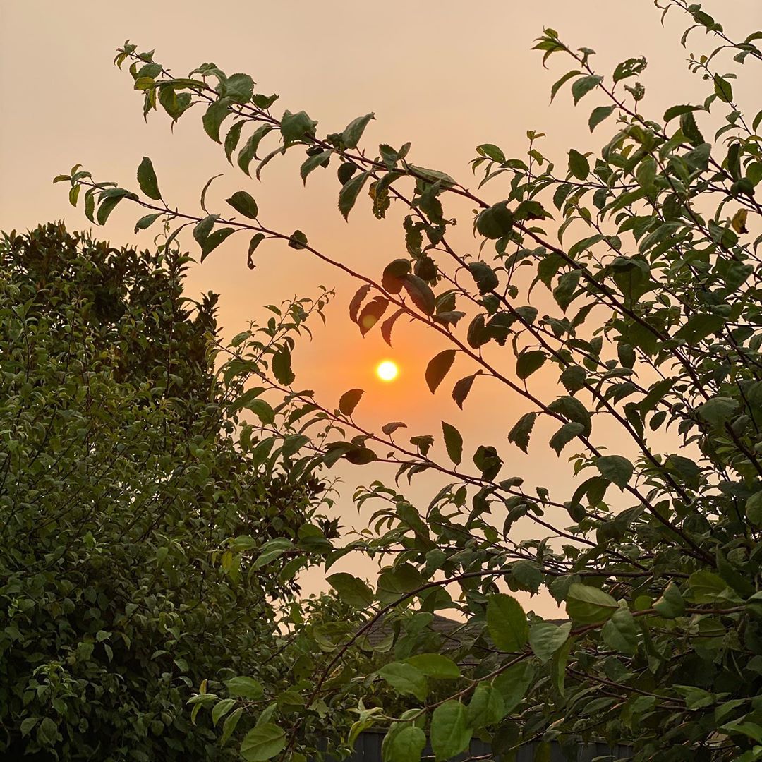 Sun looking orange in the sky with haze from fires on 2 February 2020, with trees to provide contrast