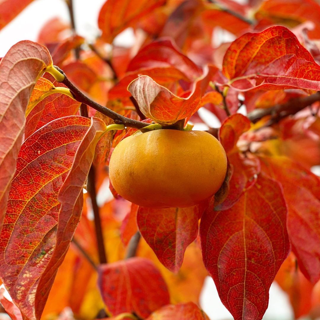 Persimmon tree with orange fruit hanging off a branch with red autumn leaves on it