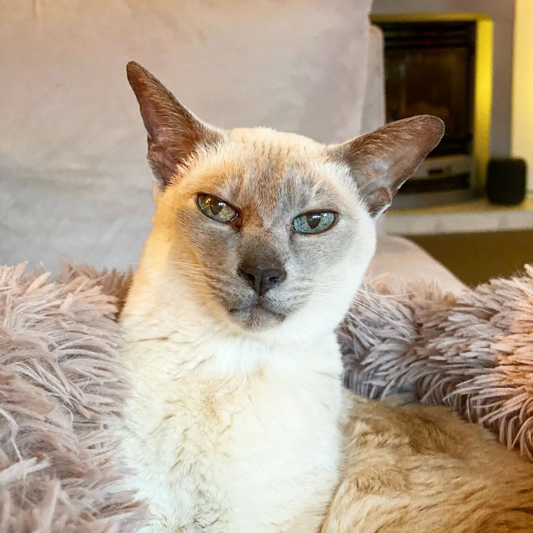 Lilac point Tonkinese cat (Sissy) lying in her fluffy bed on the couch - 28 March 2020