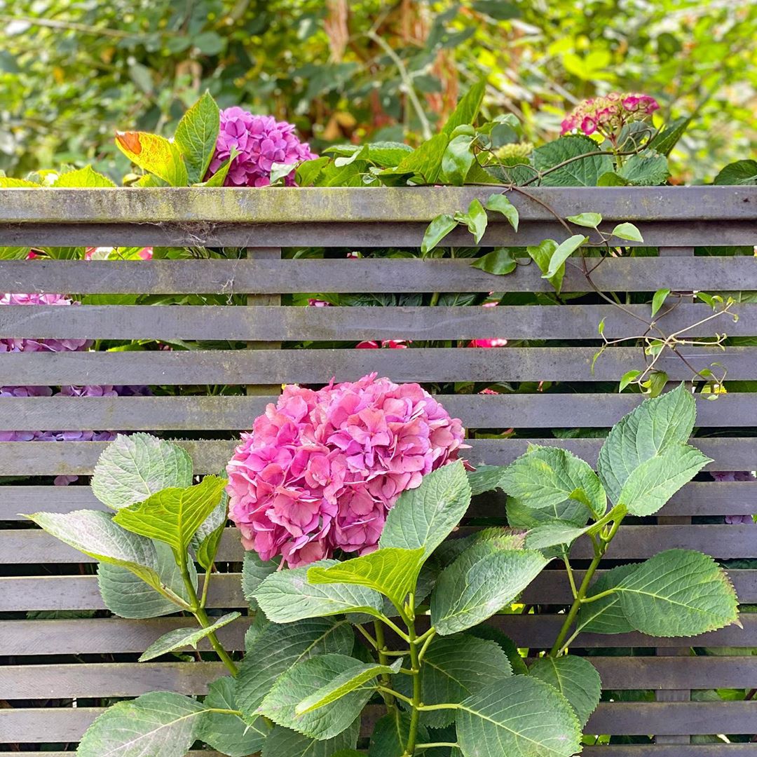Purple hydrangea flower growing on the opposite side of a gray wooden slatted fence from the rest of the plant