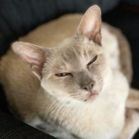 Lilac point Tonkinese cat (Sissy) looking pleased with herself while sitting on a black rocking chair