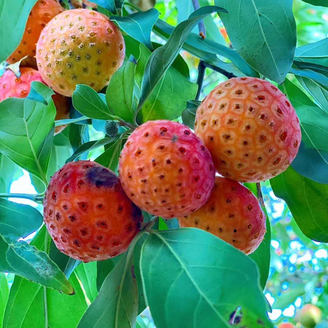 Fruit on the tree outside my home office