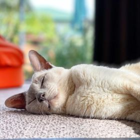 Lilac point Tonkinese cat (Sissy) lying on carpet, enjoying the sunshine and the summer heat, 2 February 2020