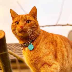 Jack the ginger cat sitting in an apple tree as the sun is setting