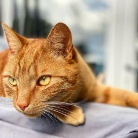 Jack the ginger cat looking at something while he's lying down on a barbecue cover