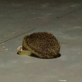 Hedgehog eating cat food on the patio