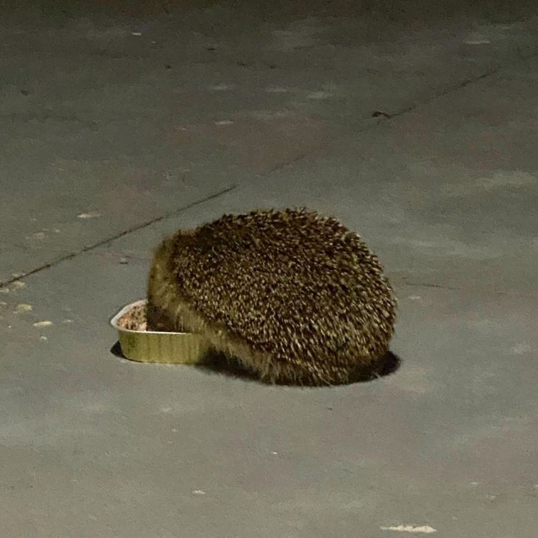 Hedgehog eating cat food on the patio