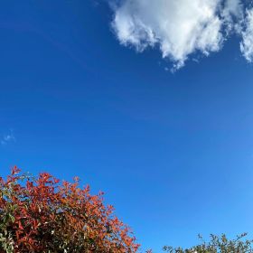 Blue skies with bushes with leaves at the bottom and a cloud in the sky at the top